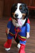 スーパーマン　dog　コスチュームXL